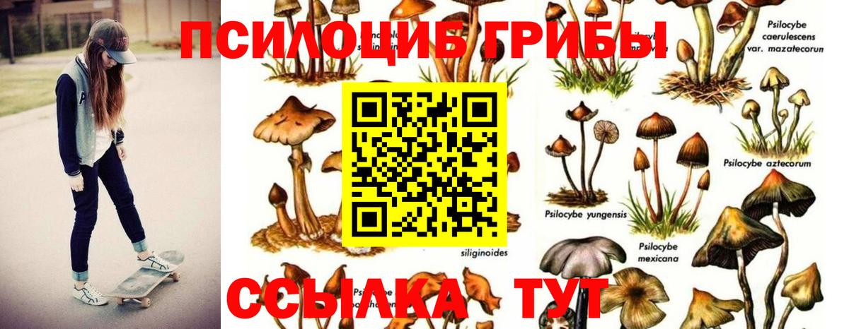 Псилоцибиновые грибы Psilocybe Острогожск